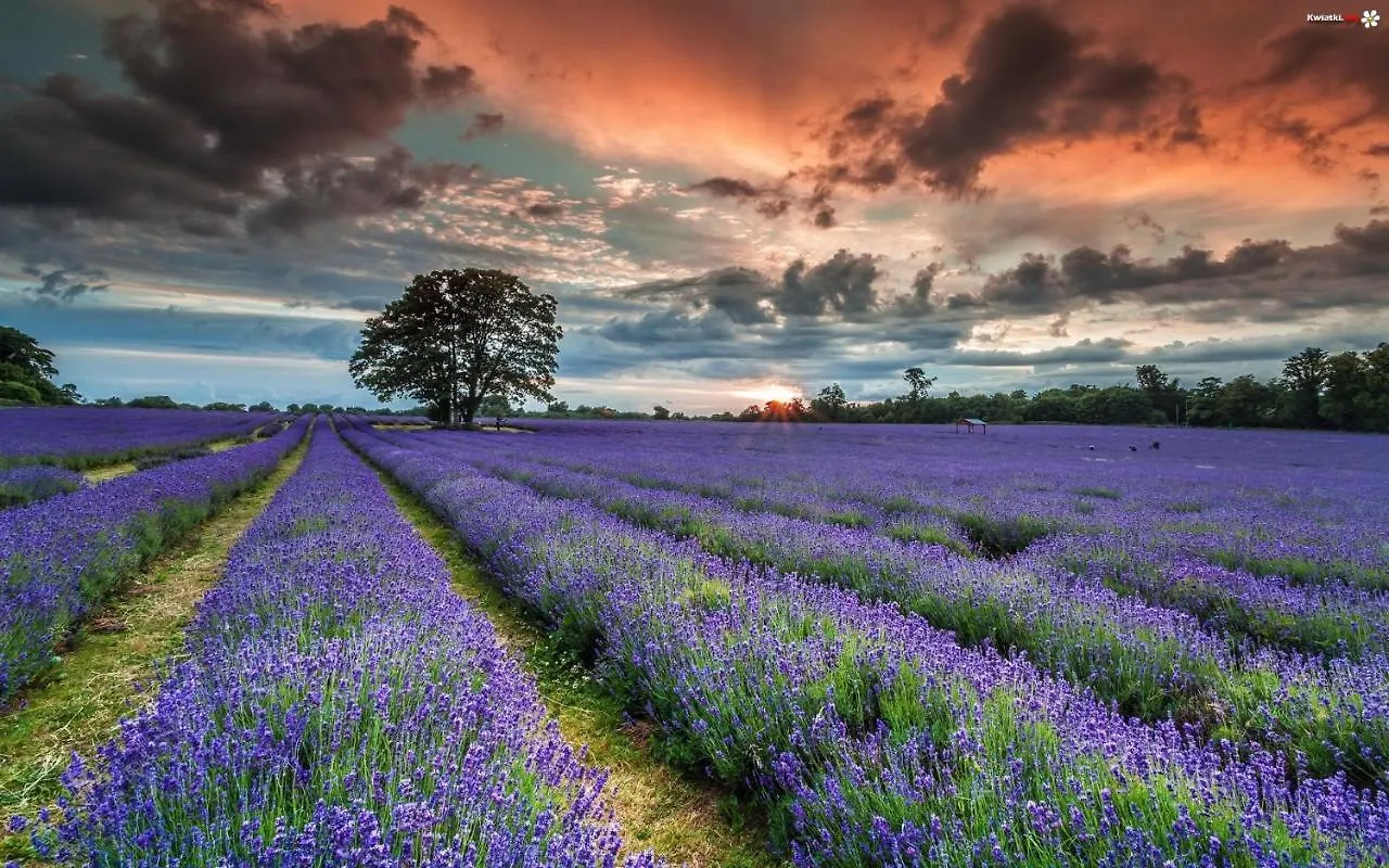 Homestay La Maison Des Collines Allemagne-en-Provence